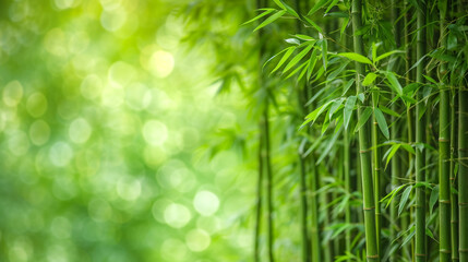 Wall Mural - Bamboo forest background concept with empty space. 