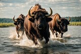 Fototapeta Sport - buffalo running fast in lake with splash water around