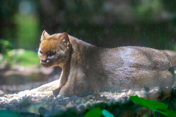 Wall Mural - Wild Jaguarundi side portrait (Herpailurus yagouaroundi) - Central and South American slender wild cat