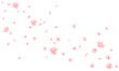 桜の花と花びらが散る桜吹雪のイラスト