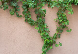Fototapeta  - Fragment of a pink wall with a green plant in daylight