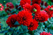 - lots of bright red dahlias in the garden, natural background