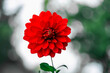 - one bright red dahlia in the garden, bokeh background
