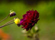 - one wine-colored dahlia in the garden, green blur background