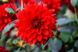 - one bright red dahlia in the garden