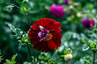 - wine-colored dahlia in the garden, blur background