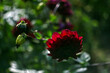 - wine-colored dahlia in the shade, blur background