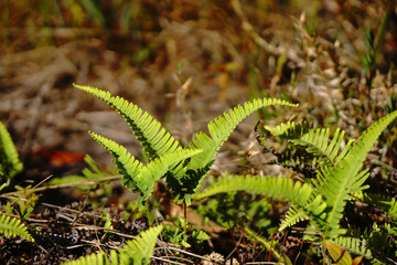 Fern leaves Green Nature and blurred background - Selective Focus on Fern Leaves - Shooting from at Phu Kradueng National Park Loei Thailand 