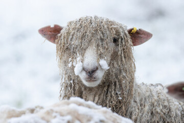 Canvas Print - sheep in  the snow