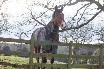 Wall Mural - horse in the field