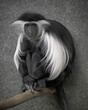 Black and White Angolan Colobus monkey close up portrait