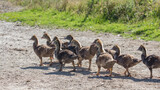 Fototapeta Motyle - young goslings walk along a rural road