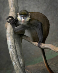 Wall Mural - Schmidt's Red-Tailed Guenon (Cercopithecus ascanius schmidt) perched on tree branch