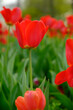 red flowers with green grass