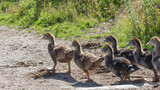 Fototapeta Motyle - young goslings walk along a rural road