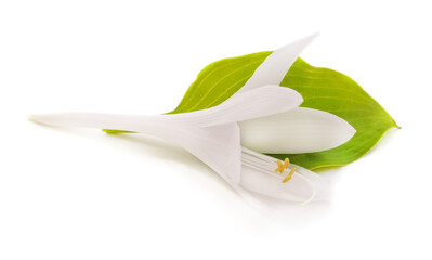 Poster - White lily with a leaf.