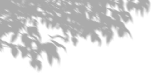 Wall Mural - tree branches leafy in sunlight and shadow on transparent backgrounds 3d rendering png