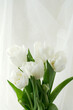 Fragile tender white tulips on a light silk background. Above there is free space for text or an inscription congratulating Mother's Day, Spring Festival or Valentine's Day.