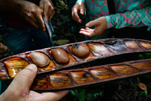 Sementes Coletadas Na Floresta Amazônica Na Comunidade Limão Do Curuá, Rio Amazonas, Brasil