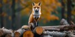 A Cunning Fox Perches On A Pile Of Logs Amidst The Wilderness. Сoncept Wildlife Photography, Fox In The Wilderness, Nature's Beauty, Animal Habitat, The Cunning Fox