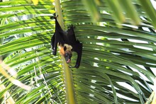 Flying Fox Is Hanging From A Plam Tree In The Maldives And Licks His Lips