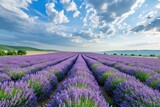 Fototapeta Lawenda - A vast field filled with blooming lavender flowers stretches under a grey and overcast sky, creating a serene landscape, A panorama of vast lavender fields under a radiant summer sky, AI Generated