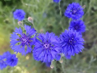 a weed field plant. Blooming blue Centaurea in a summer sunny garden. Floral wallpaper