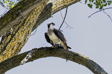 Sticker - The western osprey (Pandion haliaetus). Photo from Ospreys nesting