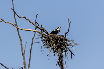 Poster - The western osprey (Pandion haliaetus). Photo from Ospreys nesting