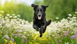 © Tedi S Photography - black dog running through field of white spring flowers