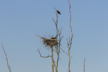 Wall Mural - The western osprey (Pandion haliaetus). Photo from Ospreys nesting