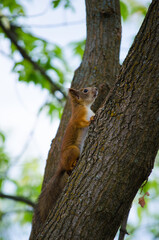 squirrel on a tree