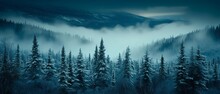 Snow-Covered Forest Brimming With Trees