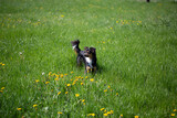 Fototapeta Mosty linowy / wiszący - Mini Australian Shepherd in the grass
