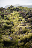 Fototapeta Mosty linowy / wiszący - green moss on the rocks 2