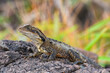 Australian water dragon (Intellagama lesueurii) Australian lizard sits on a stone on the seashore, animal in the natural environment.