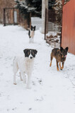 Fototapeta Psy - A flock of many hungry homeless dirty rural mongrel dogs stand in the snow in the cold winter, waiting for food from people. Photograph of an animal outdoors.