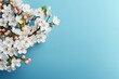 Spring blossoms on pastel blue background. Springtime composition with copy space