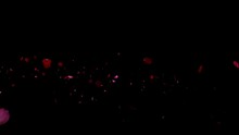 Flying Rose Petals Over Black Background. Red Flowers Overlay, Green Screen, Alpha Effect -4k Seamless Loop