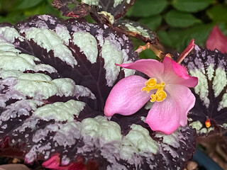 Canvas Print - Pink Begonia Flower 01