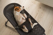 A Jack Russell Terrier dog lies in a children's lounge chair.