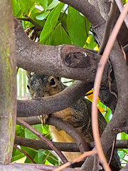 Sticker - Squirrel in Tree Knot