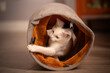 Biało-czarny kociak bawi się w domu, na podłodze, w tunelu dla kotów 