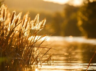 Canvas Print - Wheat leaves on the lake shore. Countryside background. Copy space.