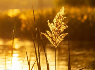 Canvas Print - Wheat leaves on the river macro photography background