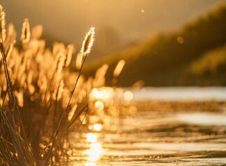 Canvas Print - Wheat leaves on the lake shore. Countryside background. Copy space.