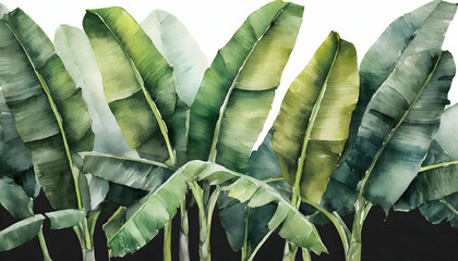  Abstract banana trees leaves realistic on transparent backgrounds, watercolor botanical illustration on digital art concept, Generative AI.