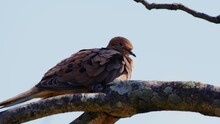 Close Up Of A Mourning Dove (Zenaida Macroura) Preening Its Feathers, Perched On A Tree. 