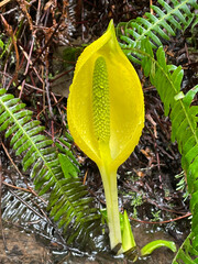 Sticker - Skunk Cabbage Yellow Blossom 01