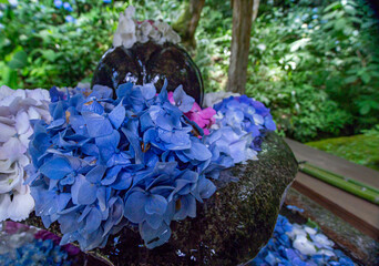 ああ、美しきかな、梅雨の紫陽花